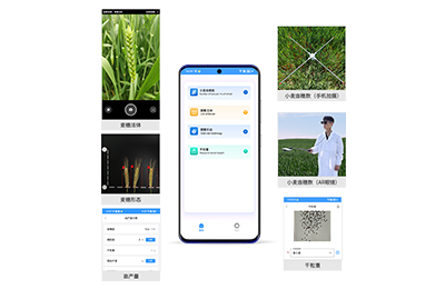 云南小麦亩穗数分析仪IN-XM02