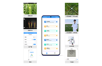 云南小麦表型测量仪IN-XM05